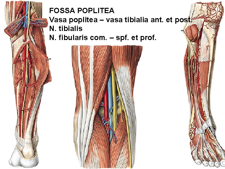 FOSSA POPLITEA Vasa poplitea – vasa tibialia ant. et post. N. tibialis N. fibularis