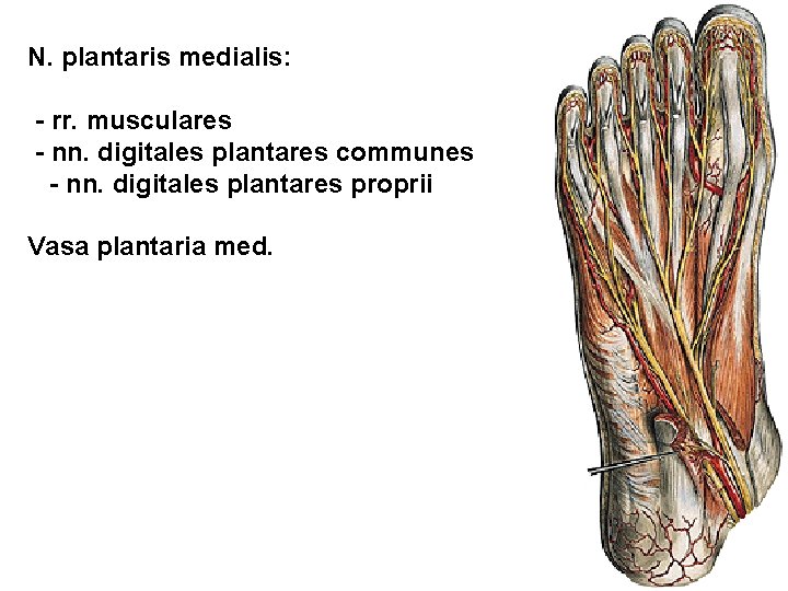 N. plantaris medialis: - rr. musculares - nn. digitales plantares communes - nn. digitales