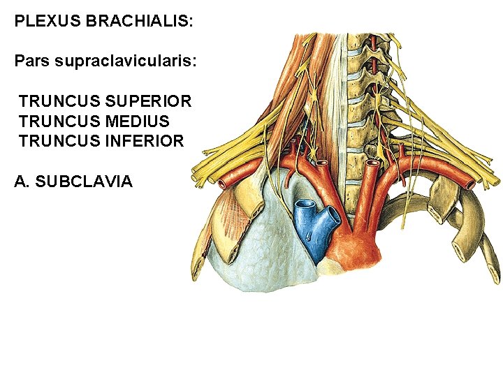 PLEXUS BRACHIALIS: Pars supraclavicularis: TRUNCUS SUPERIOR TRUNCUS MEDIUS TRUNCUS INFERIOR A. SUBCLAVIA 