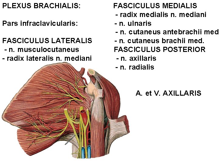 PLEXUS BRACHIALIS: Pars infraclavicularis: FASCICULUS LATERALIS - n. musculocutaneus - radix lateralis n. mediani