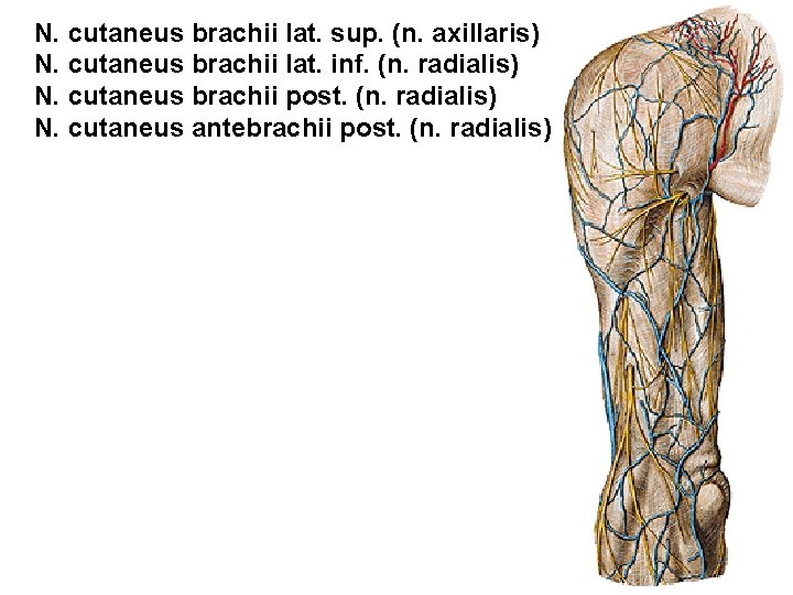 N. cutaneus brachii lat. sup. (n. axillaris) N. cutaneus brachii lat. inf. (n. radialis)