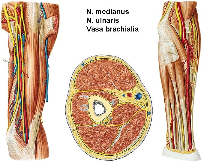 N. medianus N. ulnaris Vasa brachialia 