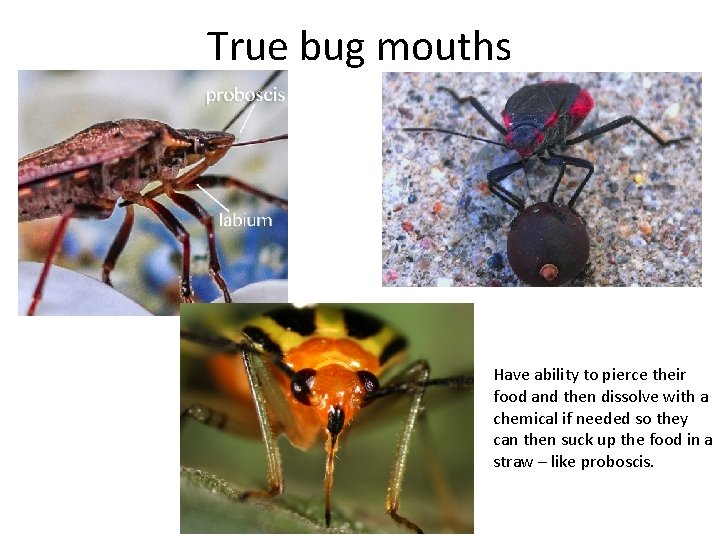 True bug mouths Have ability to pierce their food and then dissolve with a
