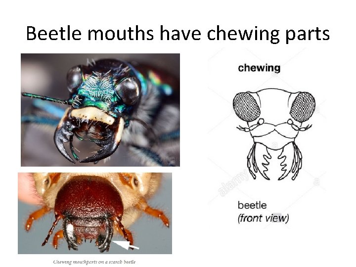 Beetle mouths have chewing parts 