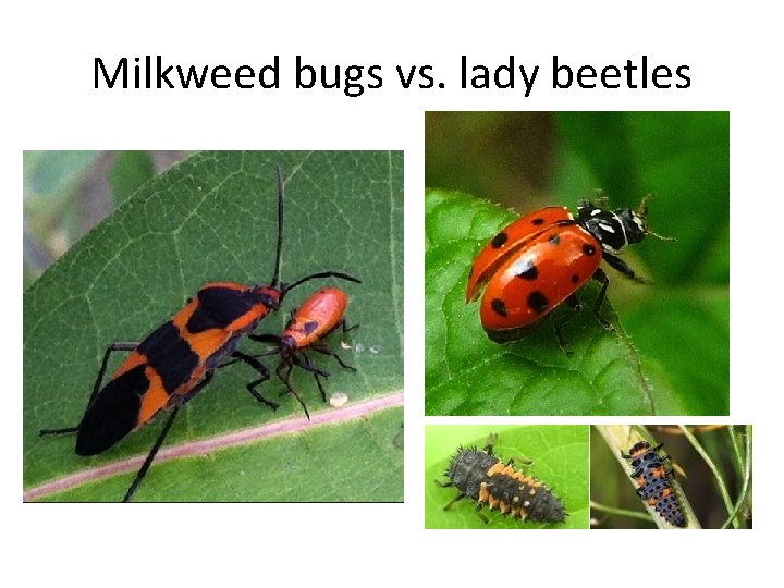 Milkweed bugs vs. lady beetles 