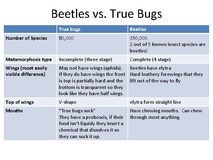 Beetles vs. True Bugs True bugs Beetles Number of Species 80, 000 350, 000