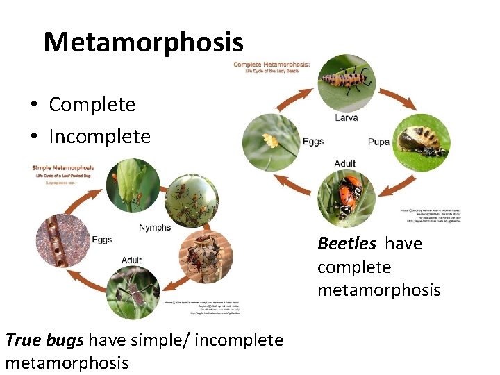 Metamorphosis • Complete • Incomplete Beetles have complete metamorphosis True bugs have simple/ incomplete