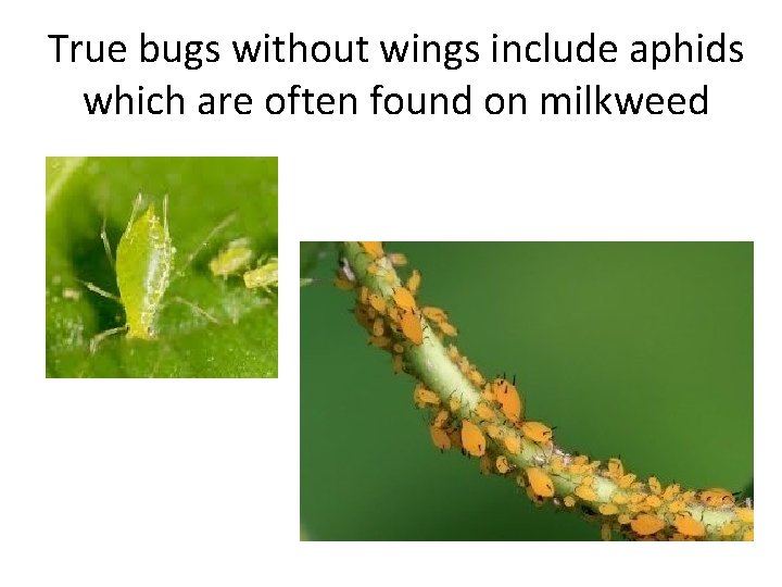 True bugs without wings include aphids which are often found on milkweed 