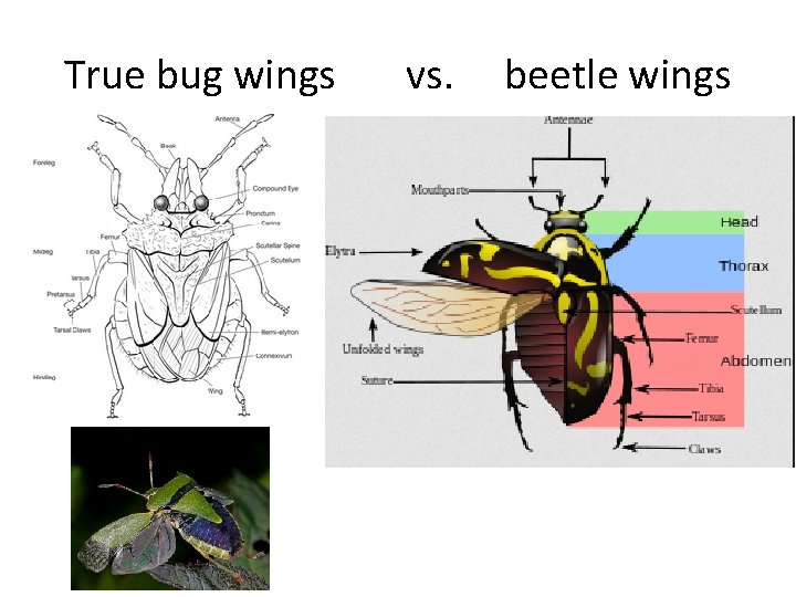 True bug wings vs. beetle wings 