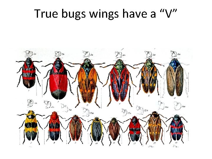 True bugs wings have a “V” 