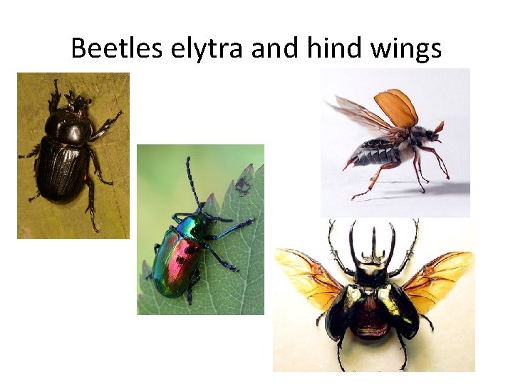 Beetles elytra and hind wings 