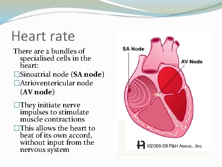 Heart rate There are 2 bundles of specialised cells in the heart: �Sinoatrial node
