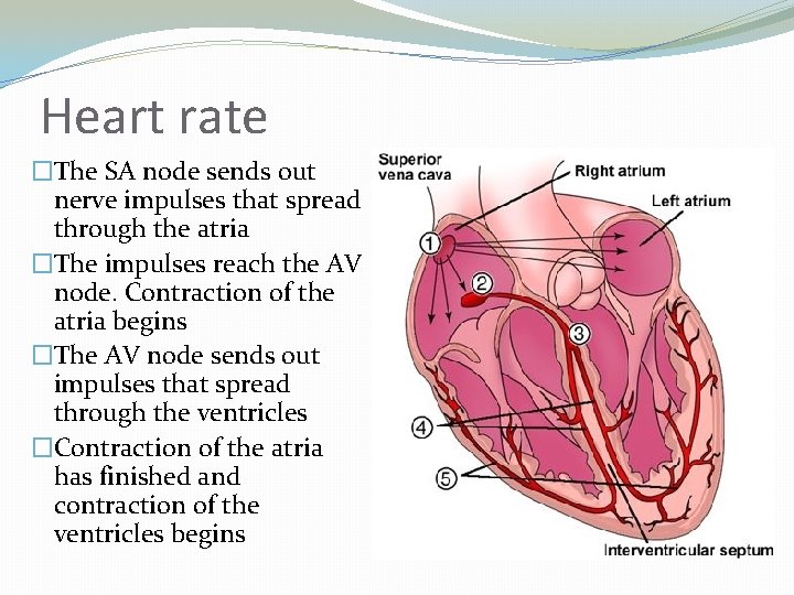 Heart rate �The SA node sends out nerve impulses that spread through the atria