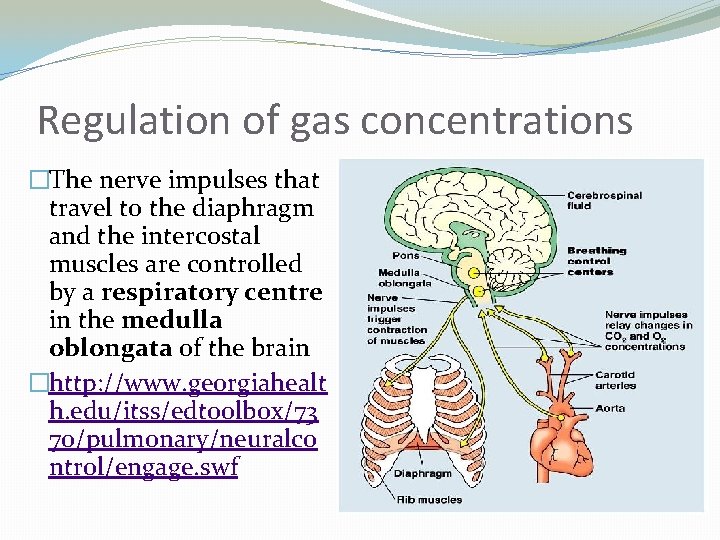 Regulation of gas concentrations �The nerve impulses that travel to the diaphragm and the