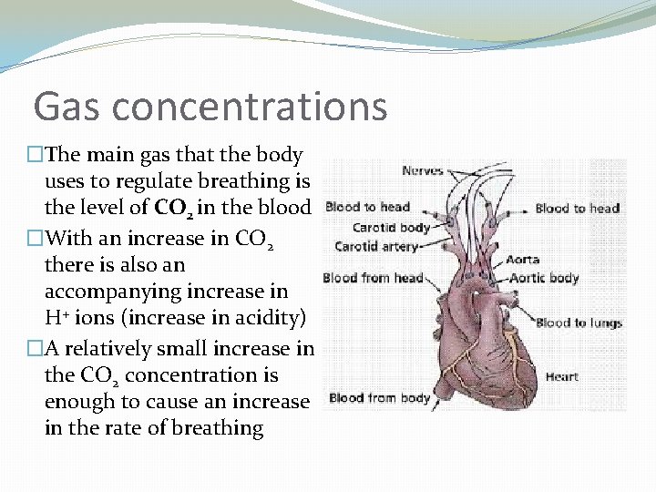 Gas concentrations �The main gas that the body uses to regulate breathing is the