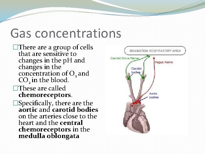 Gas concentrations �There a group of cells that are sensitive to changes in the