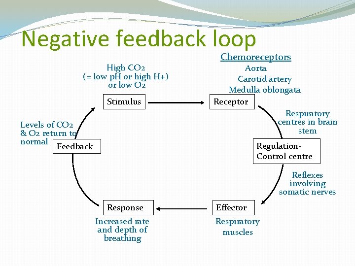 Negative feedback loop High CO 2 (= low p. H or high H+) or