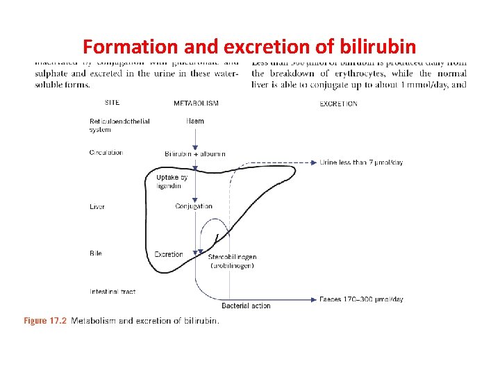 Formation and excretion of bilirubin 