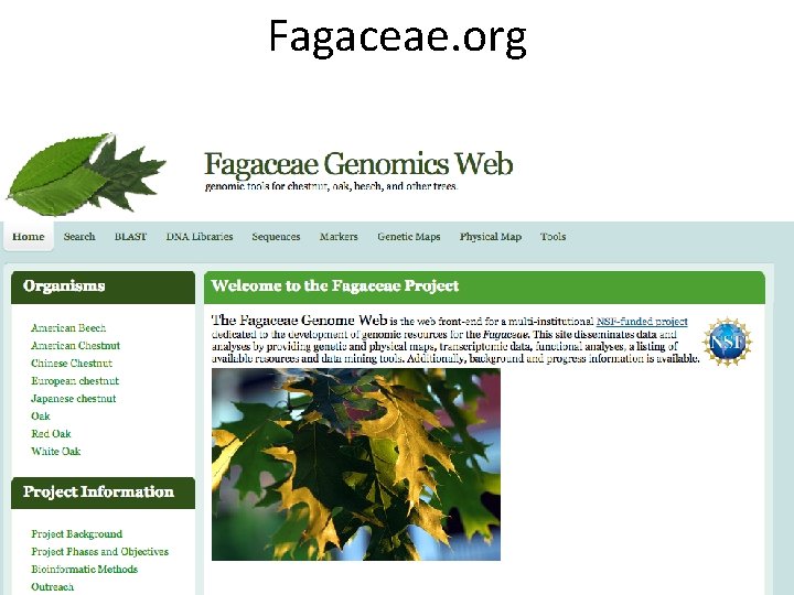 The Hardwood Genomics Database Current Status and Future