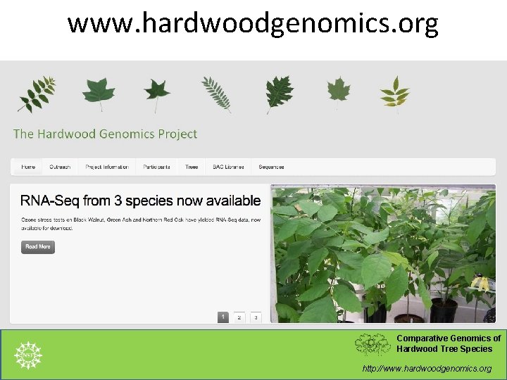 The Hardwood Genomics Database Current Status and Future