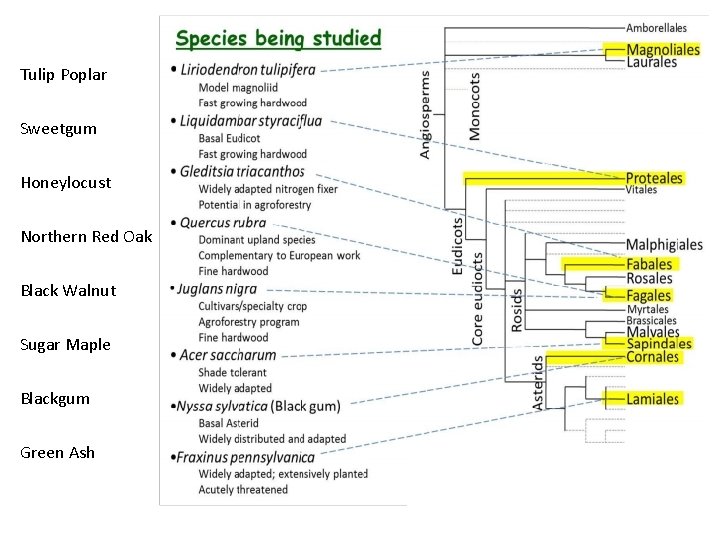 The Hardwood Genomics Database Current Status and Future