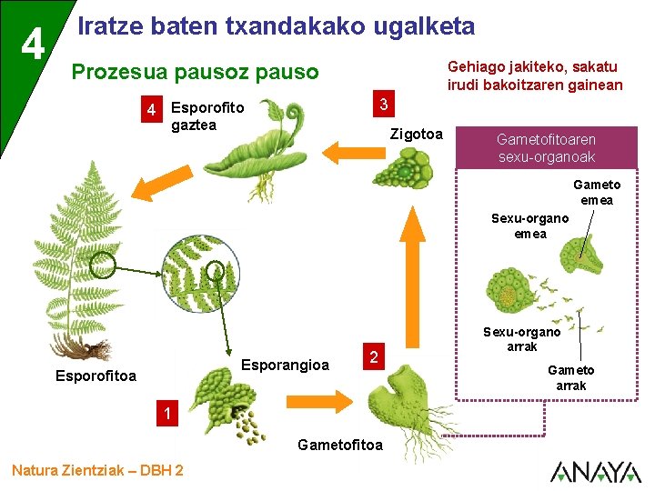 4 Iratze baten txandakako ugalketa Gehiago jakiteko, sakatu irudi bakoitzaren gainean Prozesua pausoz pauso