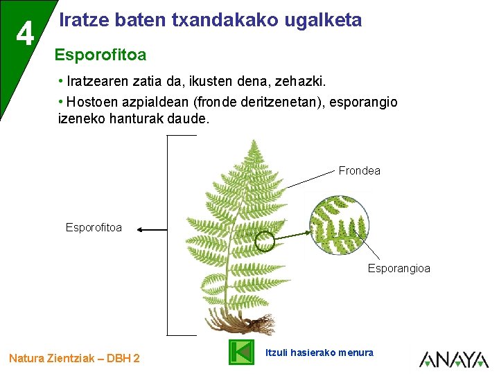 4 Iratze baten txandakako ugalketa Esporofitoa • Iratzearen zatia da, ikusten dena, zehazki. •