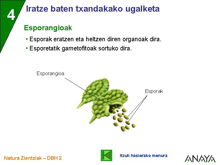 4 Iratze baten txandakako ugalketa Esporangioak • Esporak eratzen eta heltzen diren organoak dira.