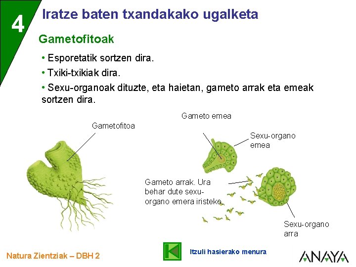 4 Iratze baten txandakako ugalketa Gametofitoak • Esporetatik sortzen dira. • Txiki-txikiak dira. •