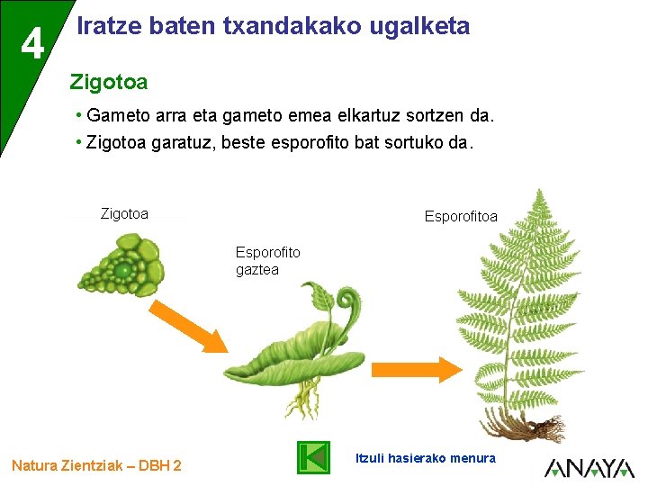 4 Iratze baten txandakako ugalketa Zigotoa • Gameto arra eta gameto emea elkartuz sortzen