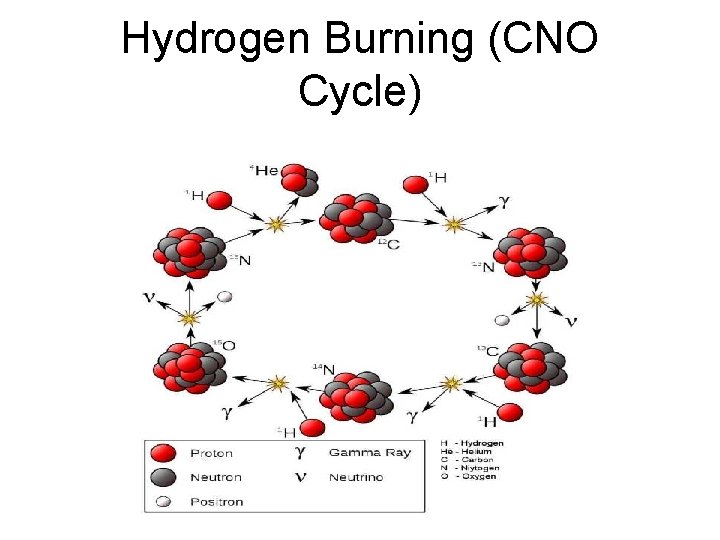 Hydrogen Burning (CNO Cycle) 