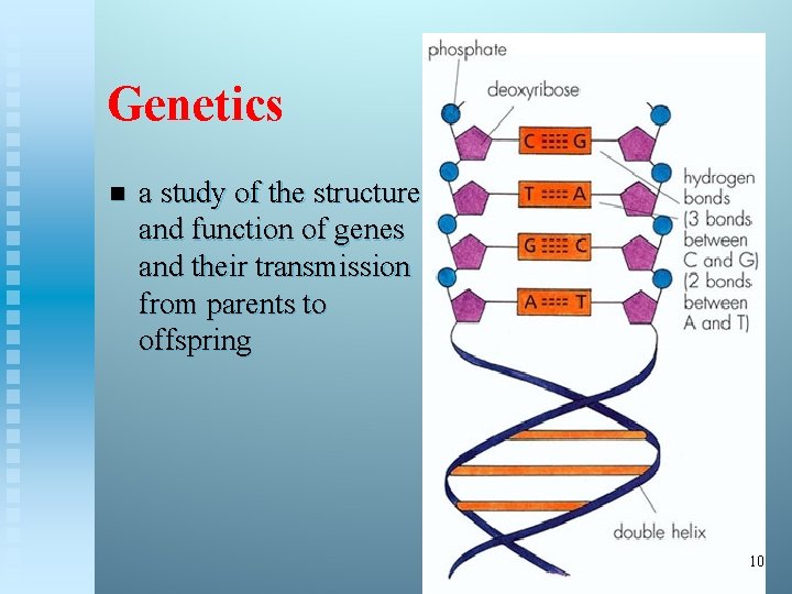 Genetics n a study of the structure and function of genes and their transmission