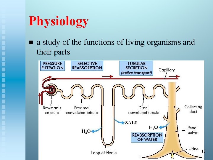 Physiology n a study of the functions of living organisms and their parts 12
