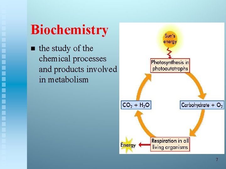 Biochemistry n the study of the chemical processes and products involved in metabolism 7
