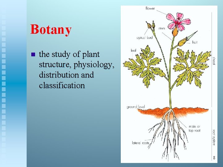 Botany n the study of plant structure, physiology, distribution and classification 8 