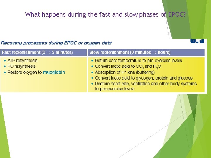 What happens during the fast and slow phases of EPOC? 
