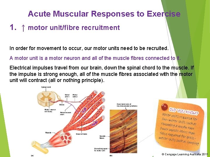 Acute Muscular Responses to Exercise 1. ↑ motor unit/fibre recruitment In order for movement
