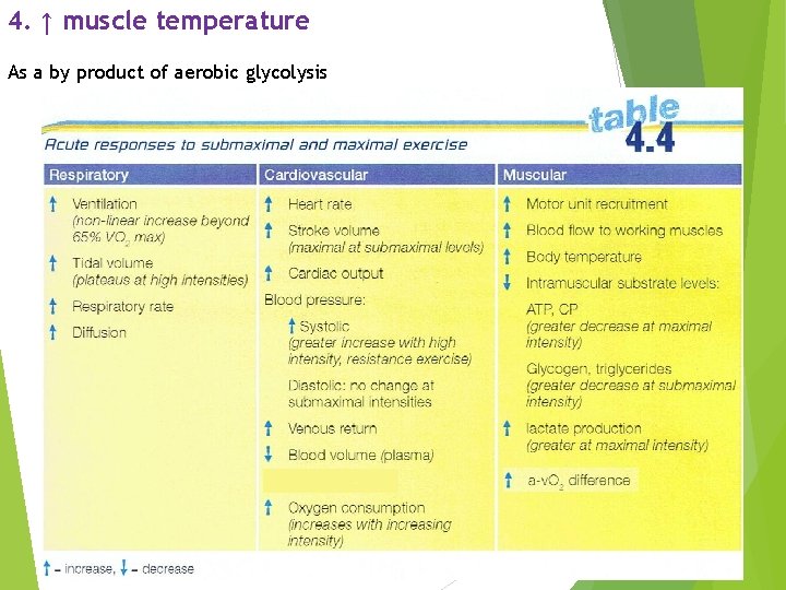 4. ↑ muscle temperature As a by product of aerobic glycolysis 