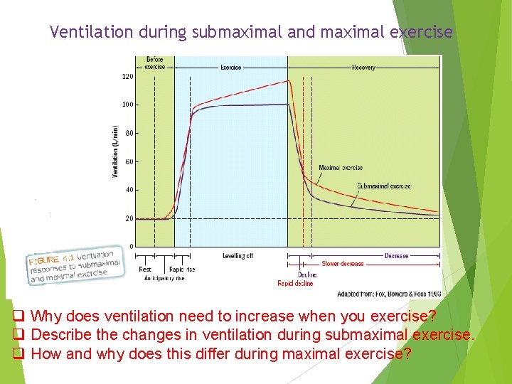 Ventilation during submaximal and maximal exercise q Why does ventilation need to increase when