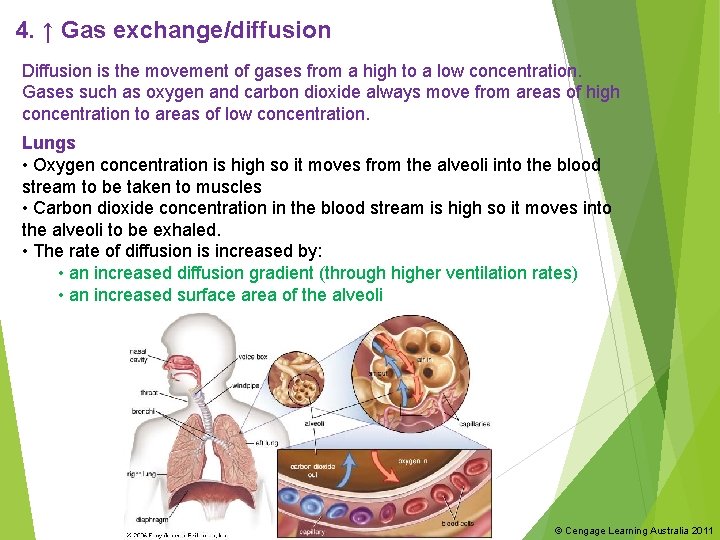 4. ↑ Gas exchange/diffusion Diffusion is the movement of gases from a high to