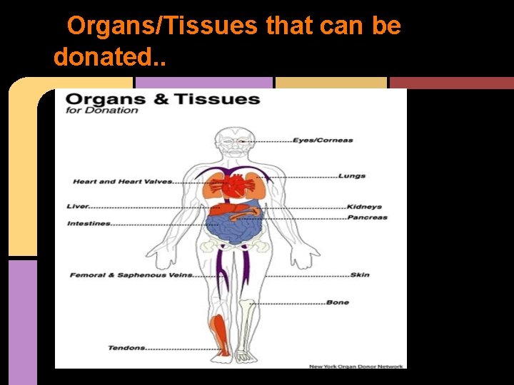 Organs/Tissues that can be donated. . 