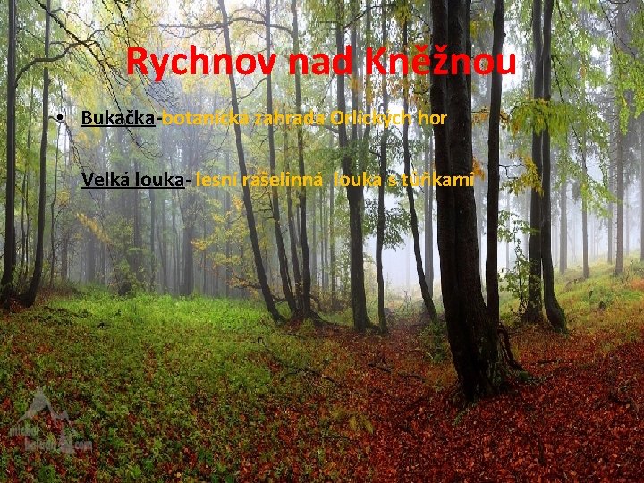 Rychnov nad Kněžnou • Bukačka-botanická zahrada Orlických hor Velká louka- lesní rašelinná louka s