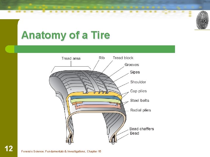 Anatomy of a Tire 12 Forensic Science: Fundamentals & Investigations, Chapter 15 