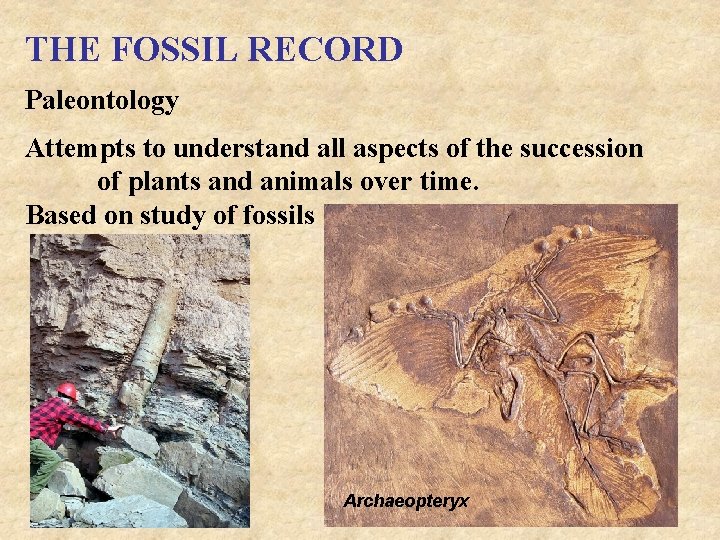 THE FOSSIL RECORD Paleontology Attempts to understand all aspects of the succession of plants