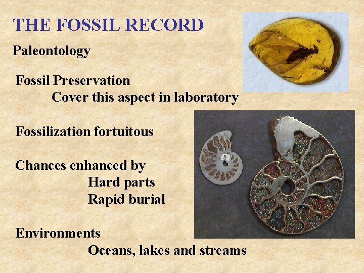 THE FOSSIL RECORD Paleontology Fossil Preservation Cover this aspect in laboratory Fossilization fortuitous Chances