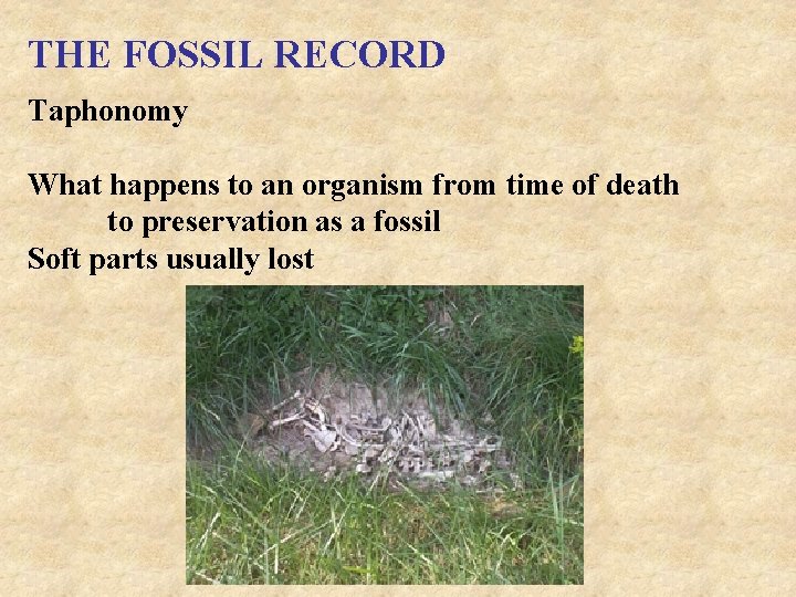 THE FOSSIL RECORD Taphonomy What happens to an organism from time of death to