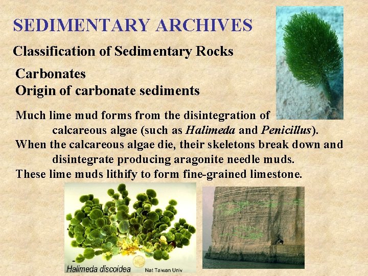 SEDIMENTARY ARCHIVES Classification of Sedimentary Rocks Carbonates Origin of carbonate sediments Much lime mud