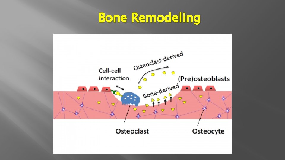 Bone Remodeling 