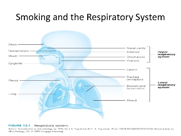 Smoking and the Respiratory System 