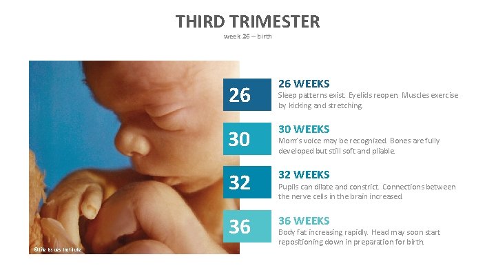 THIRD TRIMESTER week 26 – birth ©Life Issues Institute 26 26 WEEKS 30 30